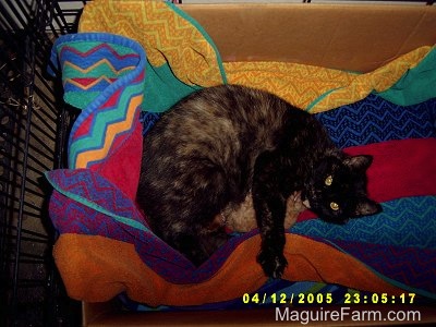 A calico cat laying on a colorful towel in a cardboard box inside of a dog crate nursing her kittens looking content.