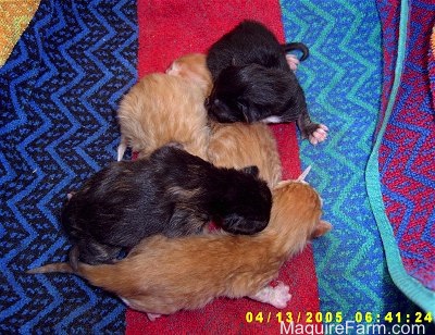 A litter of 5 kittens on a colorful towel. Three are orange and two are black.