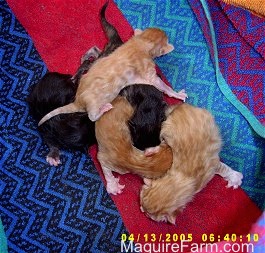 A litter of 5 kittens on a colorful towel. Three are orange and two are black. One orange kitten is all spread out on top of the others.