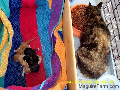 A litter of 5 kittens on a colorful towel in a cardboard box inside of a dog crate. Three are orange and two are black. The mother cat is inside the crate but outside of the box eatting cat food from an orange dish.