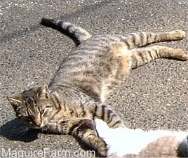 A grey tiger cat with black stripes is laying on its side in a driveway. There is a White and grey cat laying next to it