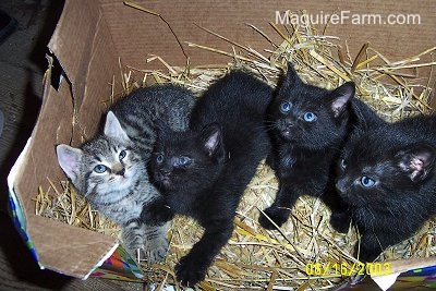 Four kittens on top of straw inside of a brown cardboard box. Three are black and one is a gray tiger.