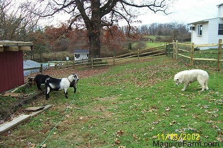 Three Goats are standing in a grassy field in front of a red barn. One Goat is staring at a Great Pyrenees dog who is about 20 feet away looking back at it.