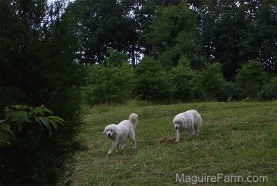 Two Great Pyrenees are walking across a green field with woods in the distance.