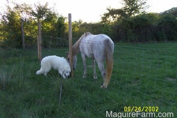 A large white Great Pyrenees is standing next to a wire fence and sniffing one of the wooden poles. There is a white horse on the other side sniffing the Great Pyrenees