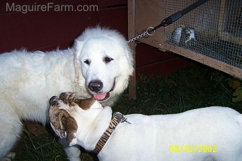 A Great Pyrenees is standing next to a Bulldog. The Bulldog is inspecting the Great Pyrenees. There is a rabbit hutch behind them.