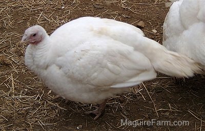 A Female Turkey is standing in a dirt field. There is another turkey behind it