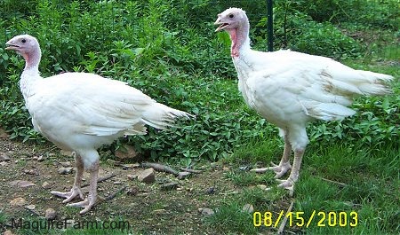Two young turkeys are standing in a field with a fence behind them.