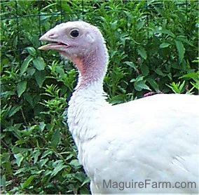 Close Up upper body shot - A young female turkey next a lot of green weeds.