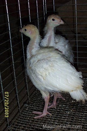 Two baby turkeys standing at the edge of a cage. One is looking back and one is looking out of the cage
