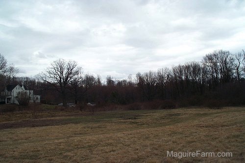 A mowed field with lots of trees behind it. There is a house on the left side of the photo