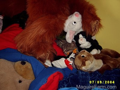 A tiny gray kitten in the middle of a bunch of plush stuffed animals.