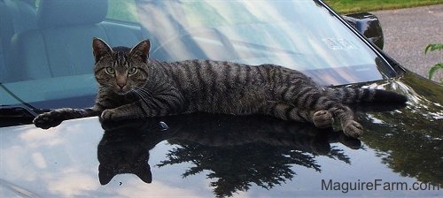 A gray tiger cat with intense eyes laying on top of a black car.