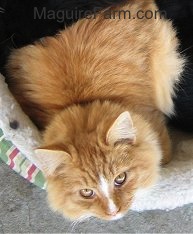 An orange with white cat is laying on a dog bed and there is a couple of black cats behind it