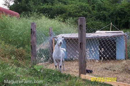 A white with a blue tinted goat is standing in an area that is fenced off. There is a wooden enclosure for the goat to sleep