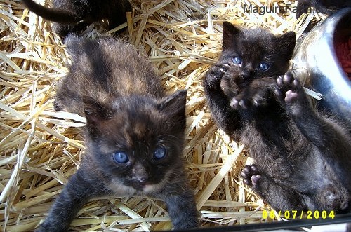 Two little kittens on top of hay. One is belly-up looking playful and the other is laying down with its front paws spread looking up.