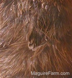 Close Up - Brown feathers of a Keet growing out of the fuzz