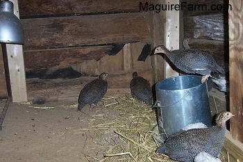 There is a keet on top of the food dispenser. The rest of the keets are staring at the wood around them. One of them is pecking at it.