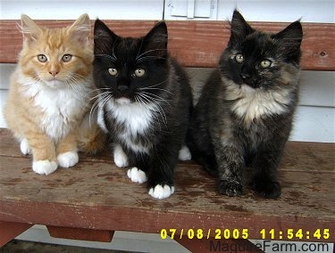 Three kittens lined up on a red wooden bench in on the porch of a white farm house. The first kitten is orange and white, the second is black and white and the third is calico. 