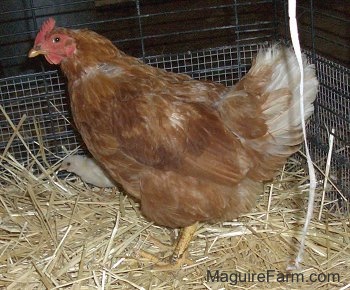 A Red Hen is standing in a pen with Hay all over the bottom. There is a white chick running next to it