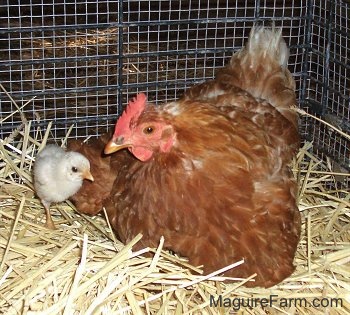 A red hen is laying in hay and a chick is walking around the hen
