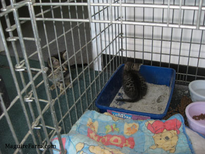 Two little kittens, one inside of a crate in a litter box and the other is outside of the crate watching the other cat go to the bathroom.