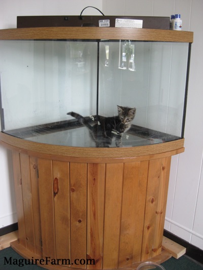 A tiny kitten inside of an empty fish aquarium