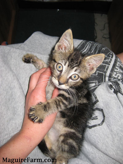 A kitten on top of a gray sweatshirt with a hand rubbing its belly