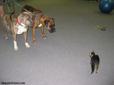 Two dogs a Pit Bull and a Boxer looking at a kitten who is looking back at them.