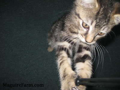 A little gray tiger kitten with its front paws wrapped around a black cord.