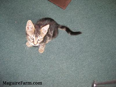 A tiny tiger cat sitting on a green carpet looking up