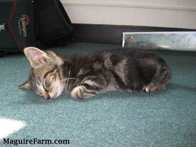 A little gray tiger kitten laying on a green carpeted floor under a computer desk