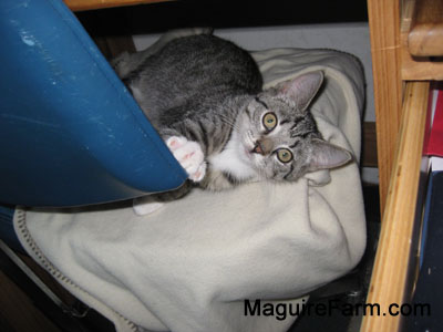 A little tiger kitten laying on a chair that has a blanket over it looking up wide-eyed