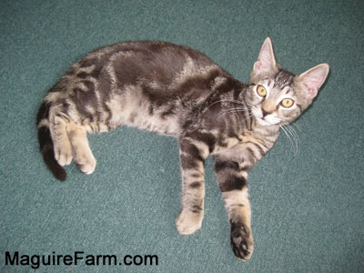 A tiger cat laying on its side on a green carpet looking up