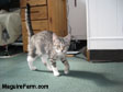 A little tiger kitten with white feet walking on a green carpet with a This End Up wooden dresser and a bed behind it.