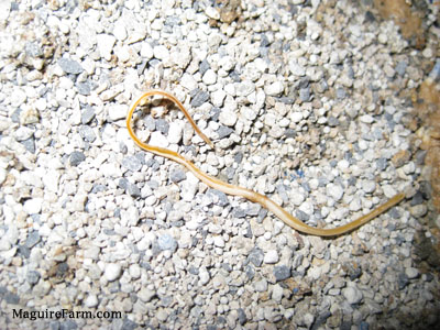 A dried up spaghetti-like worm inside of a litter box