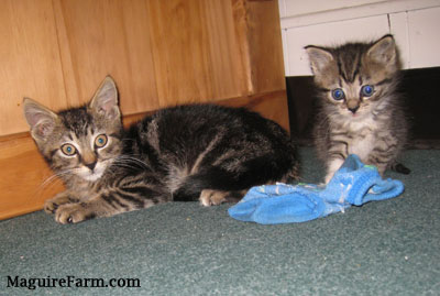 Two tiny tiger kittens on a green carpet next to a wooden cabinet with a blue sock next to them