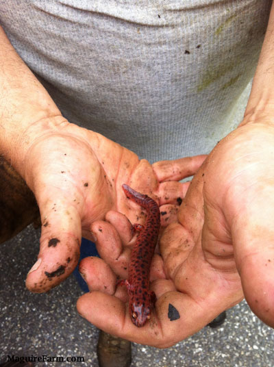 A man in a grey shirt is holding a red Salamander in his muddy hands