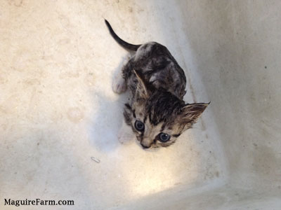 A tiny little wet kitten inside of a white sink looking up