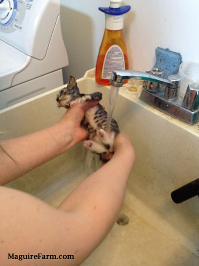 A person holding a kitten under a running water at a white utility sink with a clothes dryer next to it.
