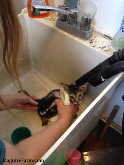 A kitten getting sprayed with flea spray inside of a white utility sink.