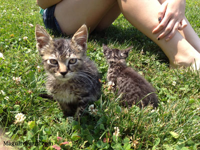 Two kittens sitting outside in grass with a person sitting next to them.