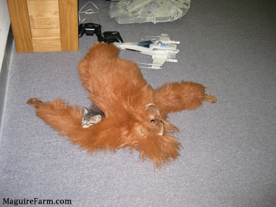 A tiny tiger kitten snuggled up with a large orange orangutan stuffed plush toy