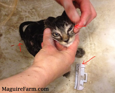 A wet Banjo the kitten in a sink with a red arrow pointing to a flea on his eye with hands picking it off.