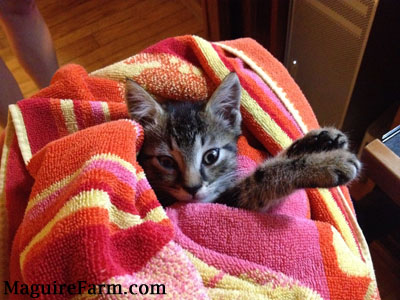 A tiger kitten inside of an orange, yellow and pink towel with its front paws and head sticking out the top, looking content.