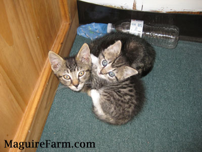 Two tiny tiger kittens on a green carpet next to a wooden This End Up cabinet with an empty plastic water bowl behind them.