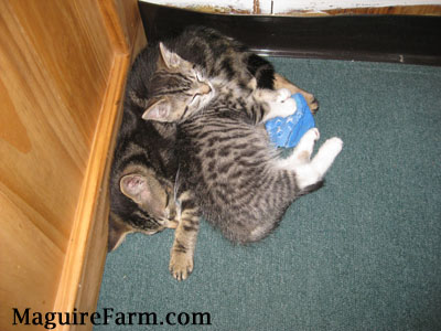 Two tiger kittens sleeping on a green carpet next to a wooden cabinet with a blue sock under one of the kittens.