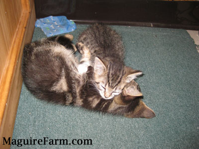 Two tiger kittens sleeping on a green carpet. One kitten has its head on top of the other and there is a blue sock behind them.