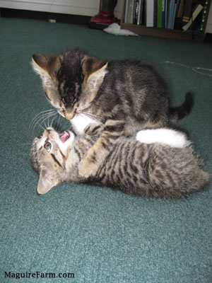 Two tiger kittens playing. One is on its back belly-up with its mouth open and the other is on top of it.