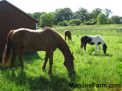 Three horses are eating grass out of a field. There is a lean-to barn to the left